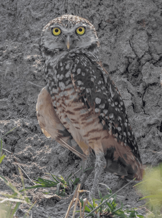 Tatacoa al Atardecer: Observación de Aves y Puesta de Sol